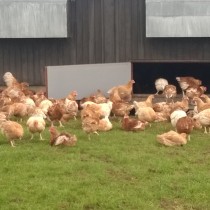 The chickens benefit from both a well-ventilated shed for shelter and plenty of pasture to roam