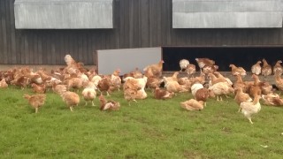 The chickens benefit from both a well-ventilated shed for shelter and plenty of pasture to roam