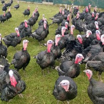 Very friendly turkeys!