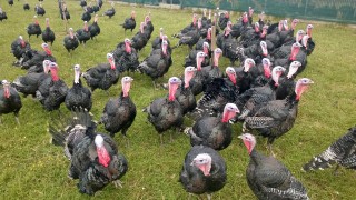 Very friendly turkeys!