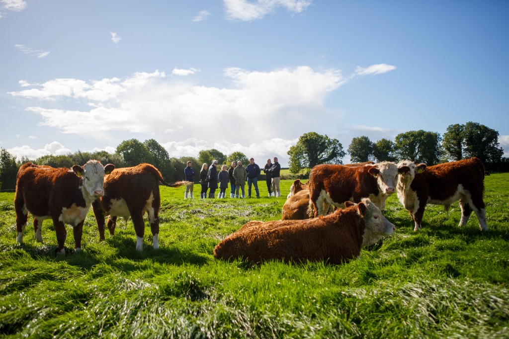 2 - COWS 2016-09-25 - Bord Bia London Chefs Tullamore-5236